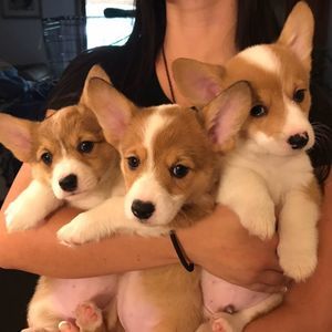 Meet your Posher, Debi